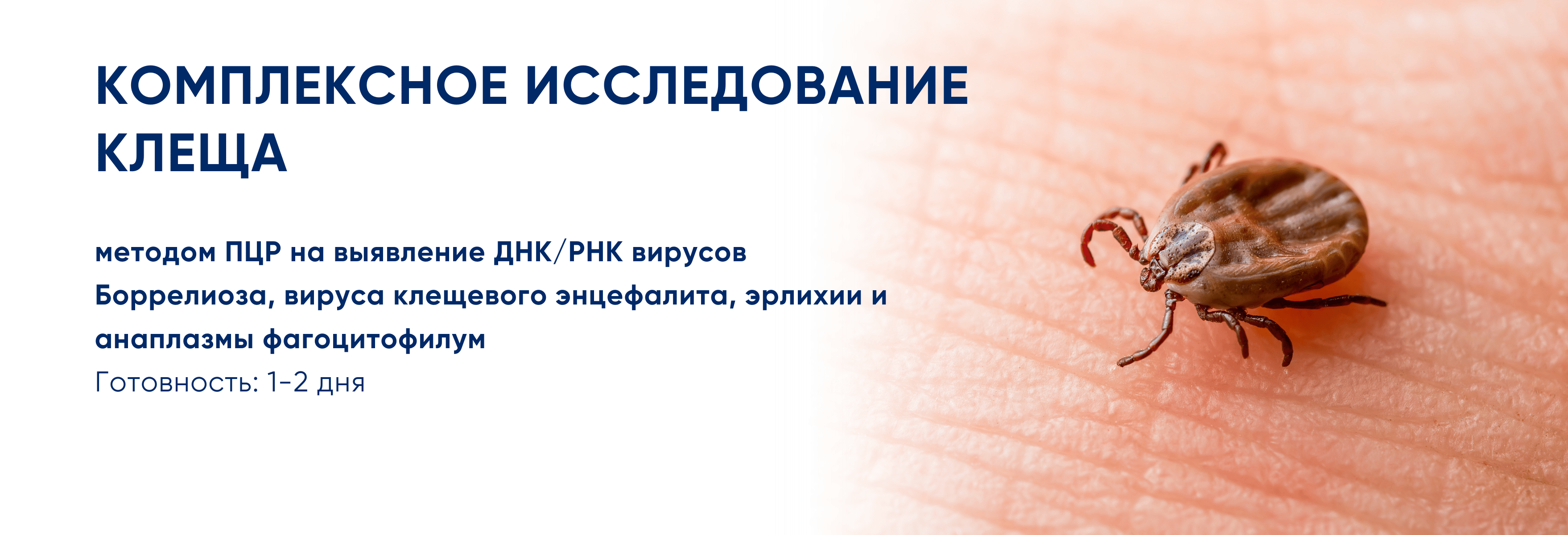 Клещи